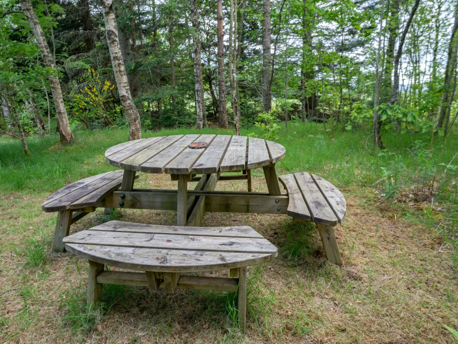 Birch Rowan Combi - Inside