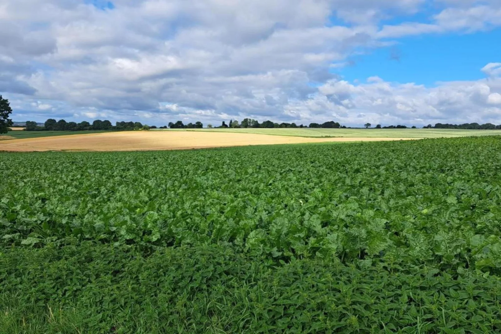 Honthem - Gebiete Sommer 20 km