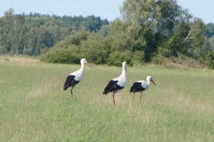 Dom wakacyjny z Klimatem Smołdziński Las - Zones été à 1 km