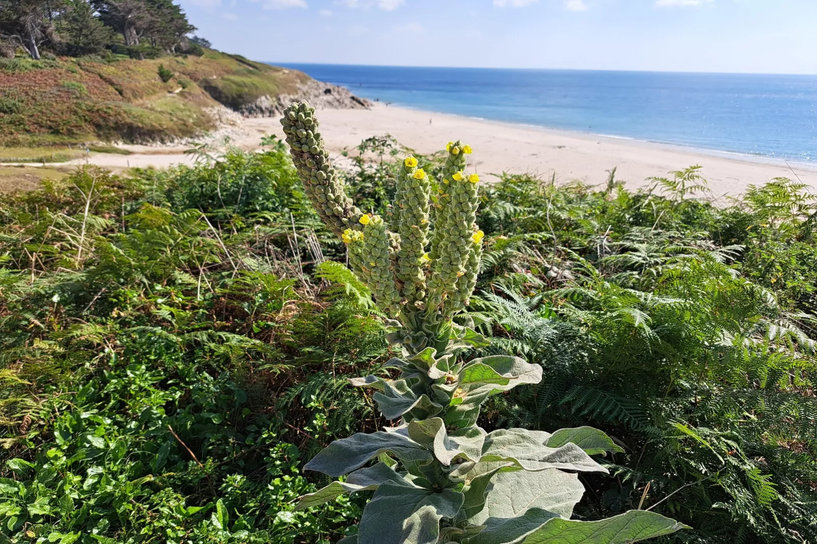 Granitsteinhaus in Nevez - Areas within 5km in summer