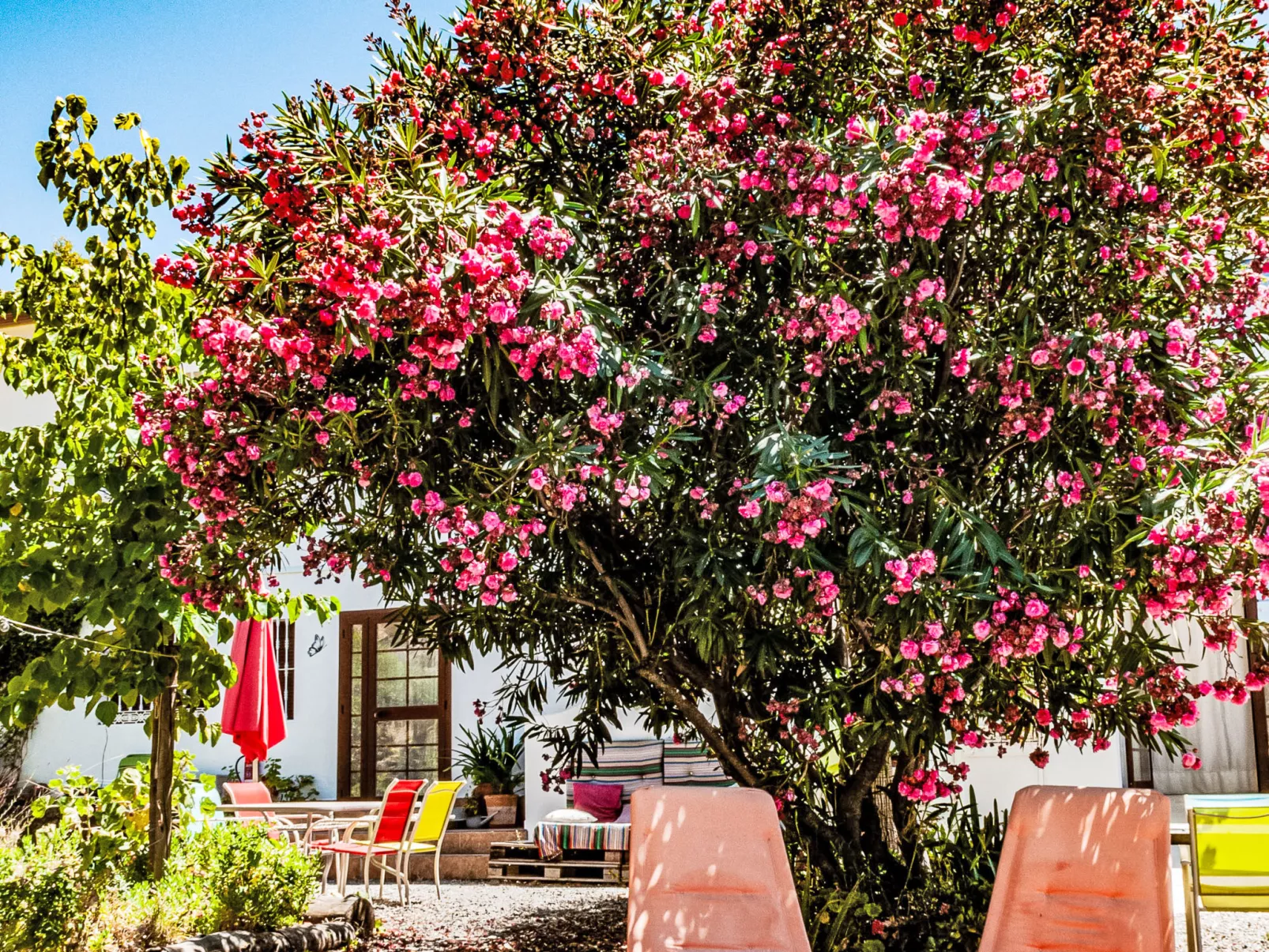 Buho - Nido Aguila Blanca - Dehors