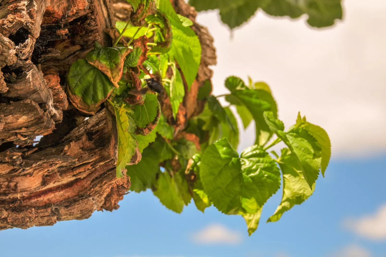 Casa do Curral - Gebiete Sommer 1 km