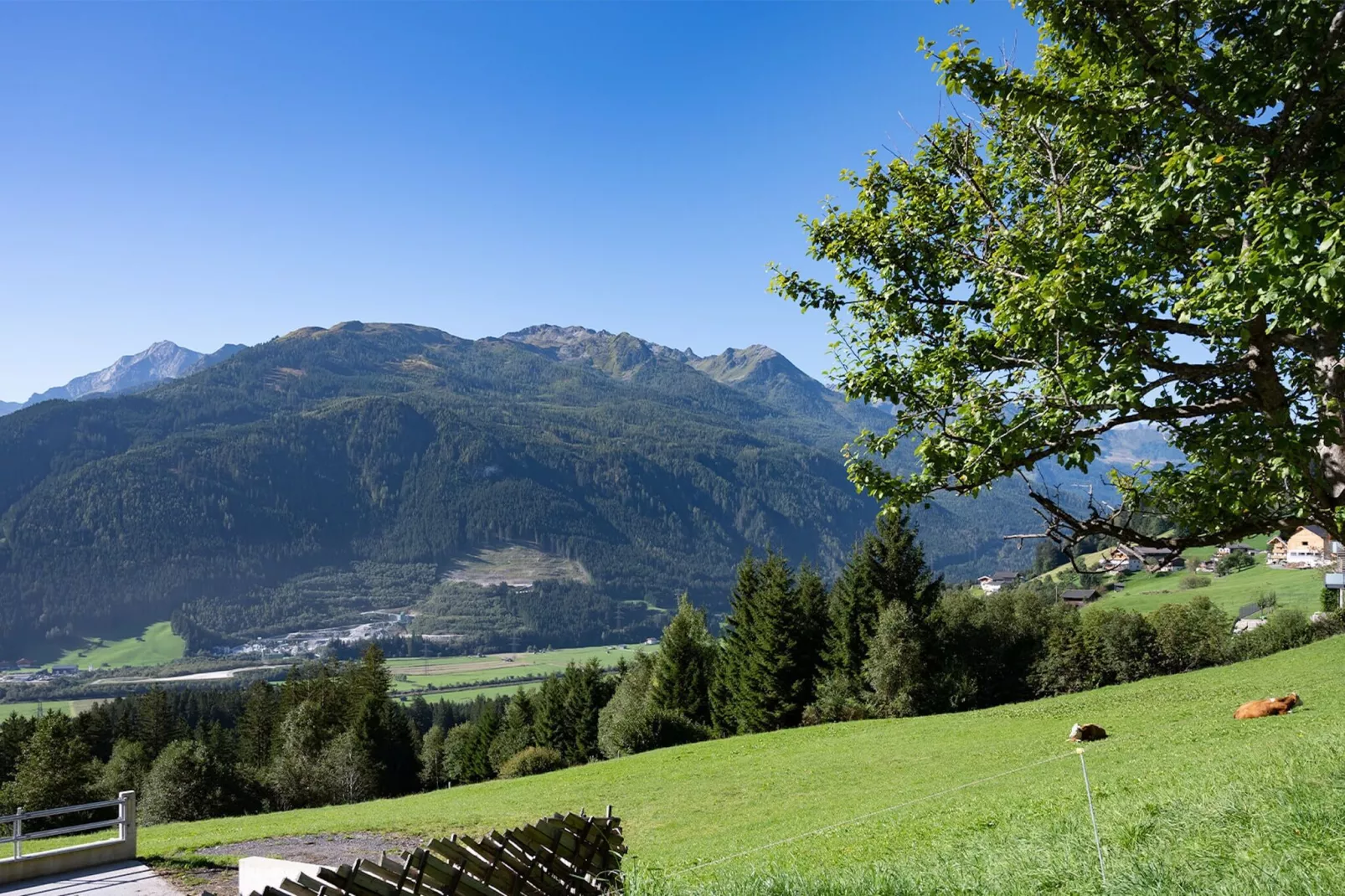 Waldrand-View summer