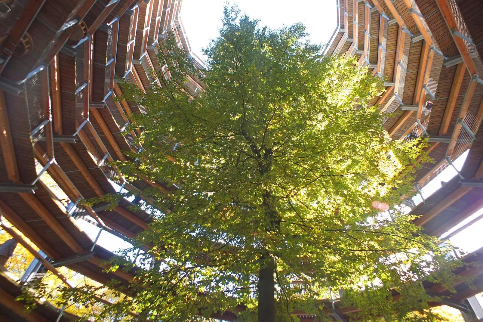 Pont Bangkirai et Forest Air Haven - Extérieur