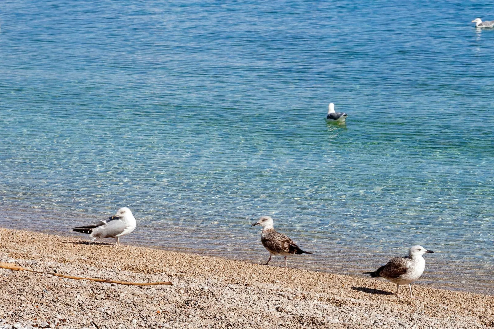 Splendid Beachfront Medveja Apartments - Studio with Balcony and Sea View 2 - Extérieur