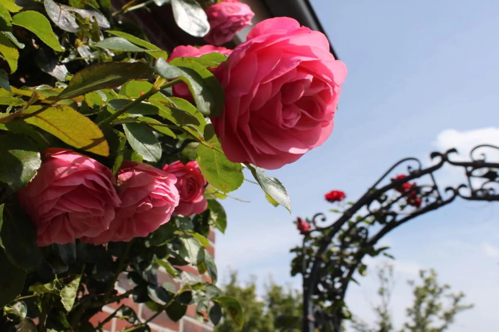 177363 - Garten Sommer