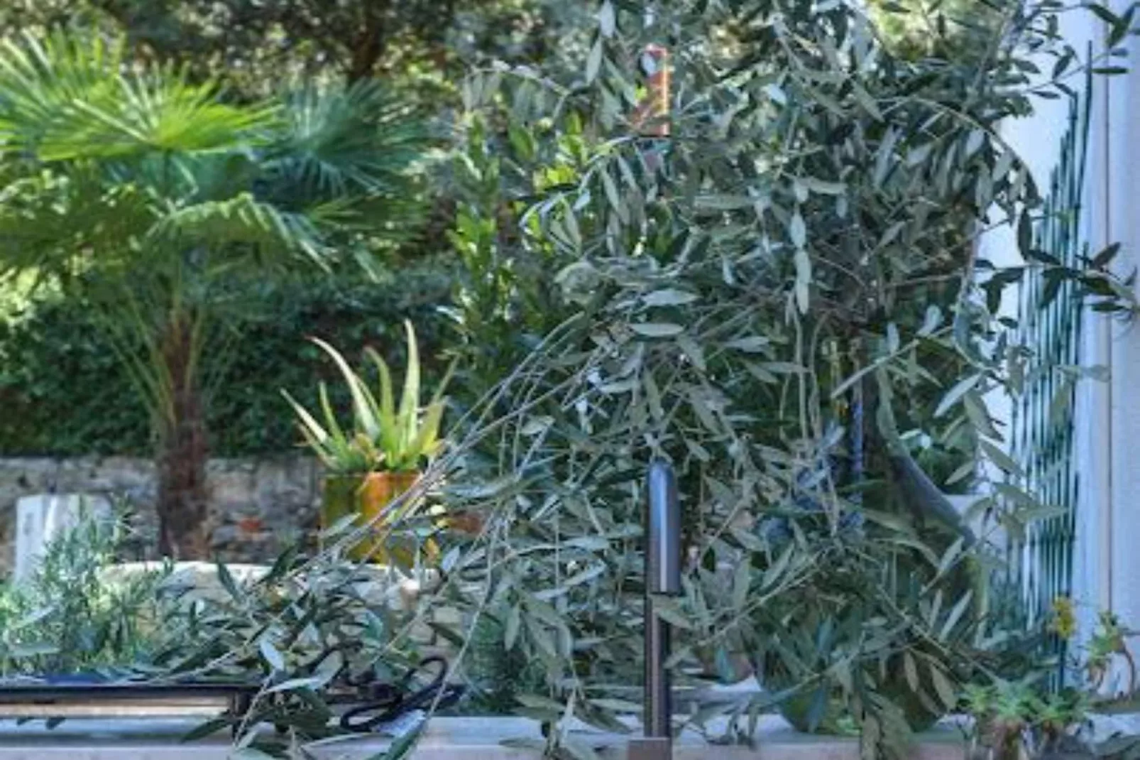Casa San Antonio - Two Bedroom Apartment - Garten Sommer