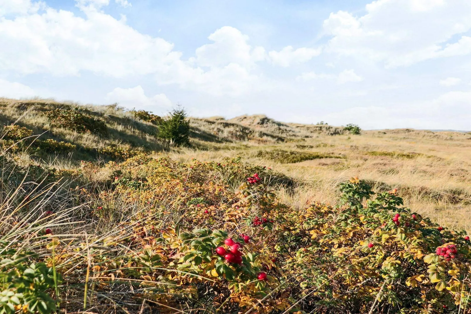 4 etoiles maison de vacances a HALMSTAD - Non tagué