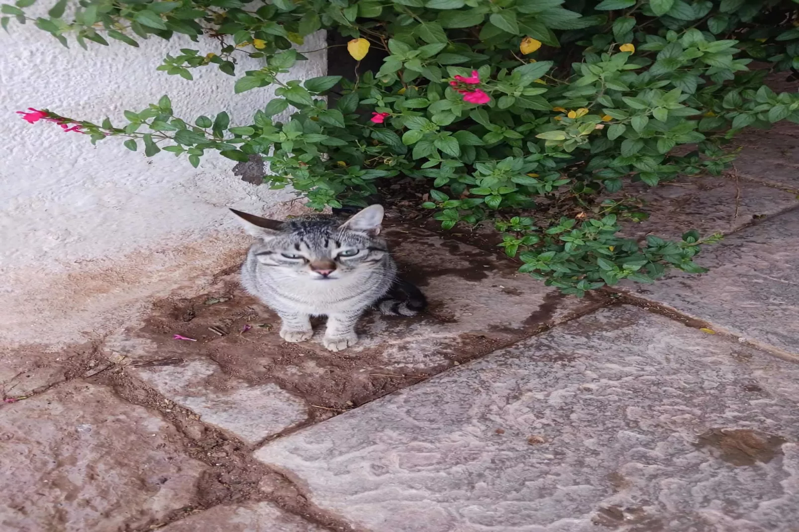 Mas Set Rengs - Gardens in summer