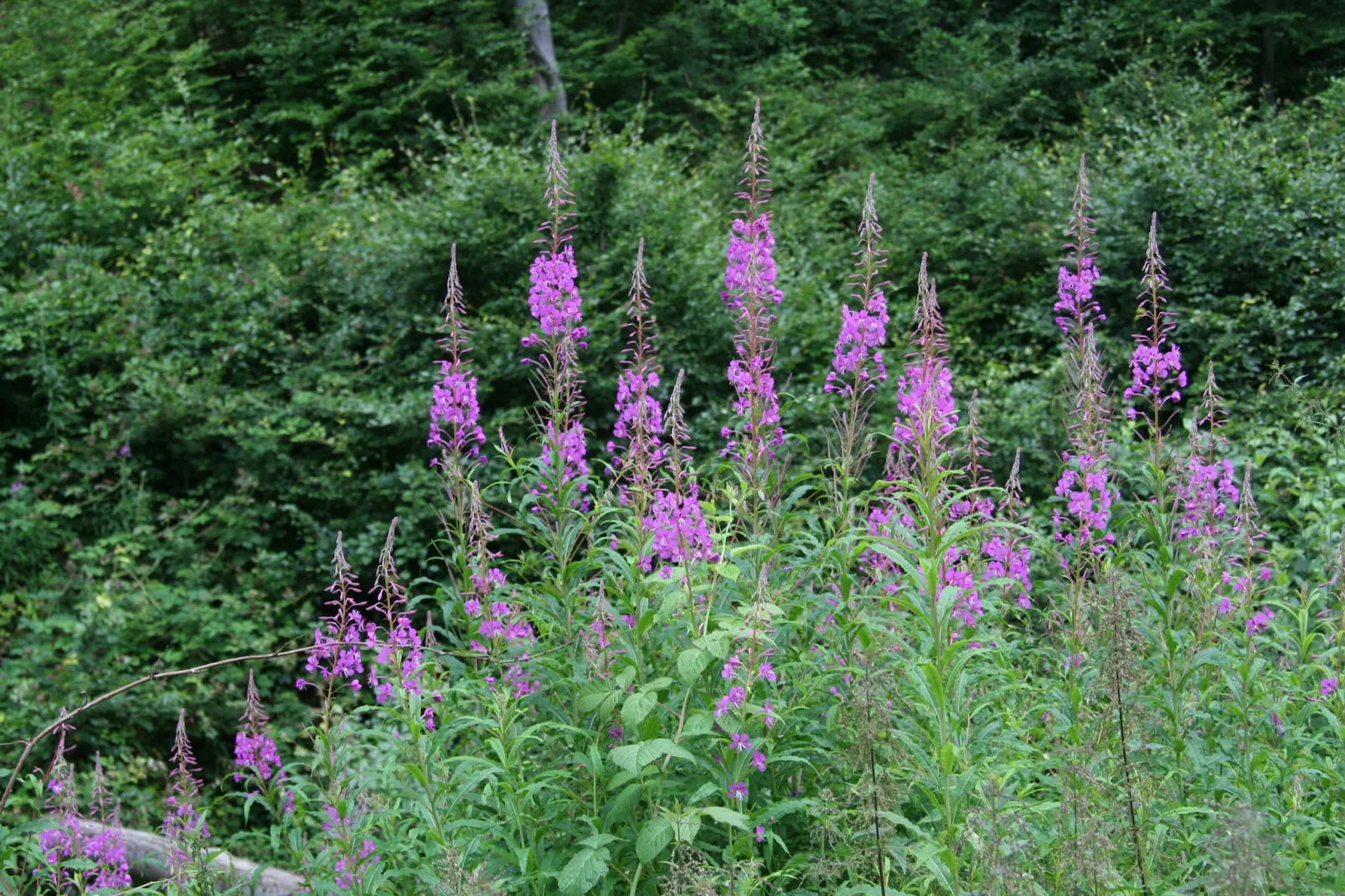 Eifelpark 10 - Zones été à 20 km