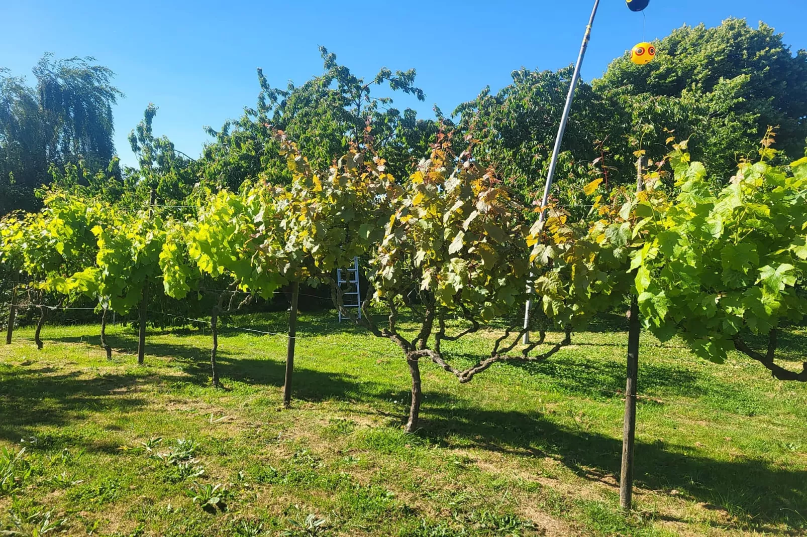 Val du Loire - Gebiete Sommer 5 km