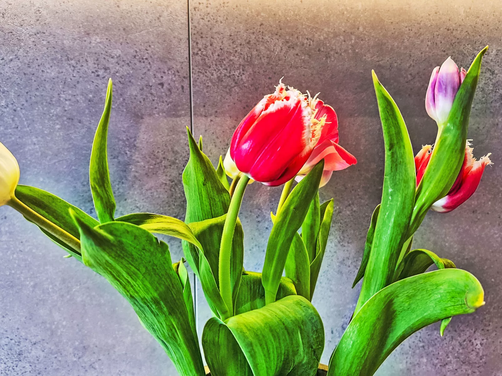 Panoramablick Tauern - Inside