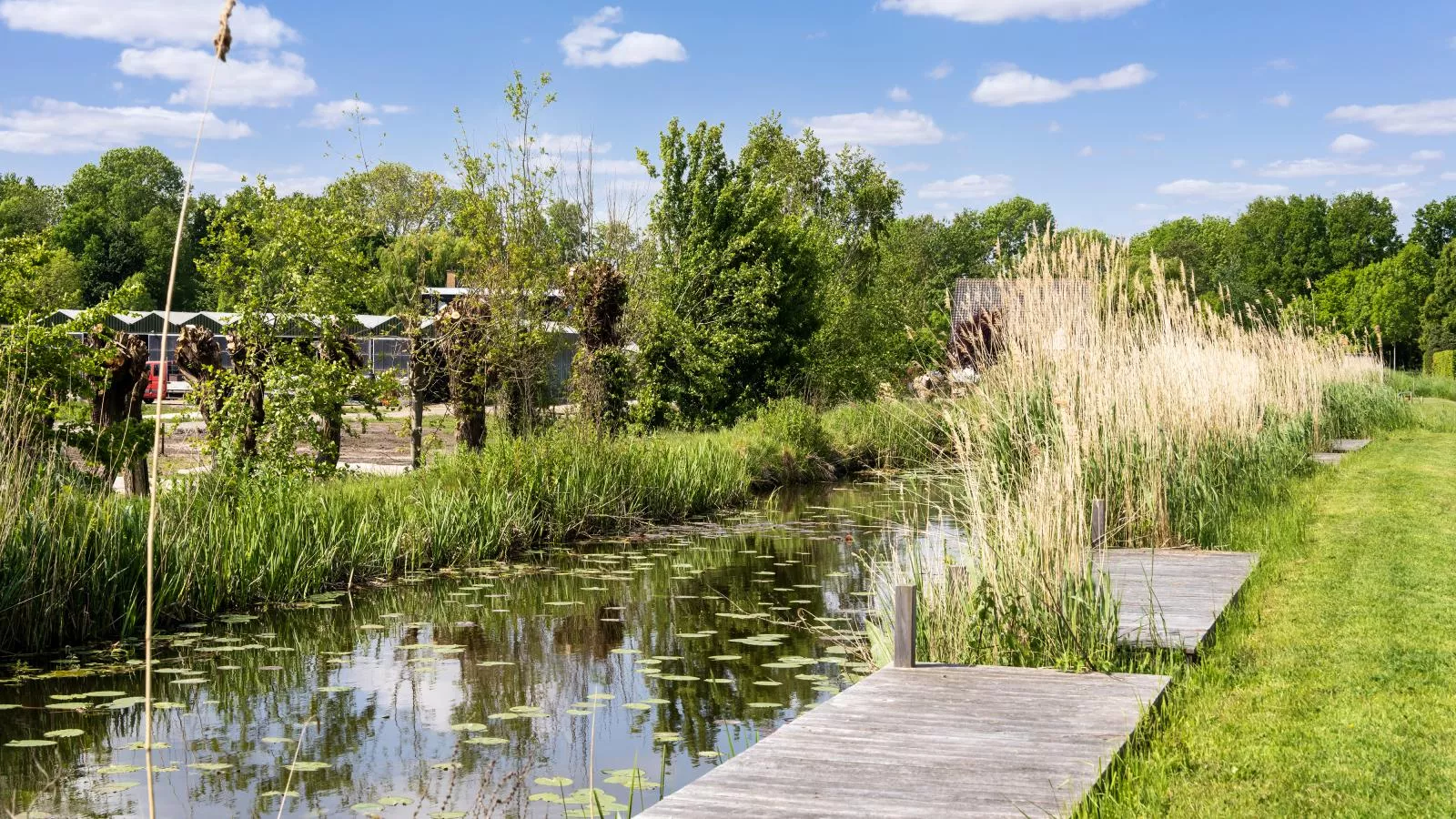 Polder - Aussicht Sommer