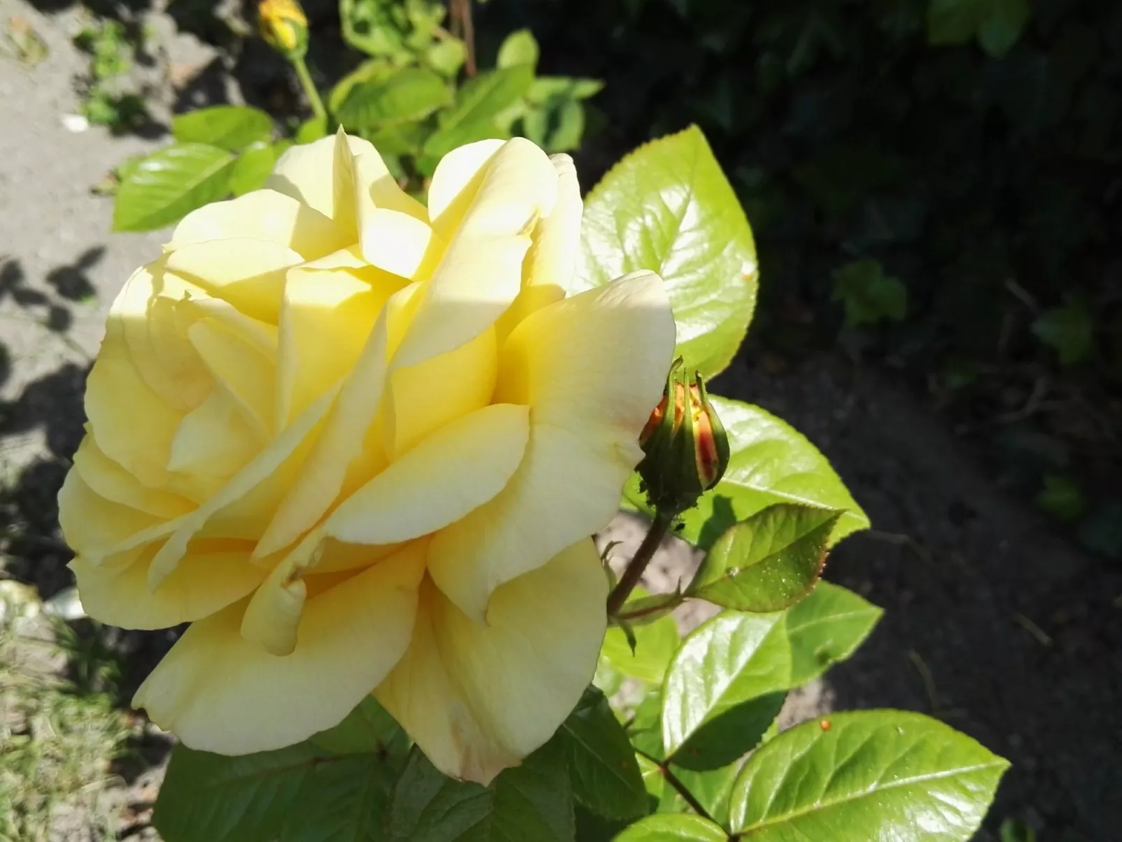 Haus Meeresbrise Wohn. Nr 6 mit Terrasse (copy) (copy) - Draußen