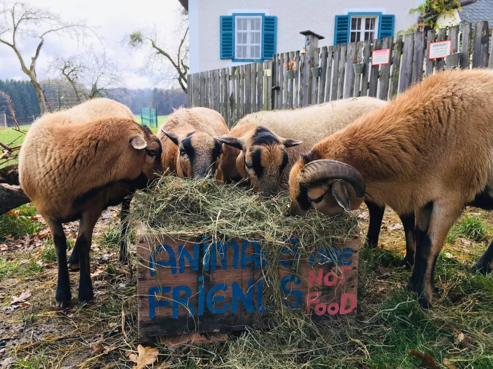 Kellerstöckl am veganen Bio-Lebenshof - Varm - the vegan Farm - Draußen