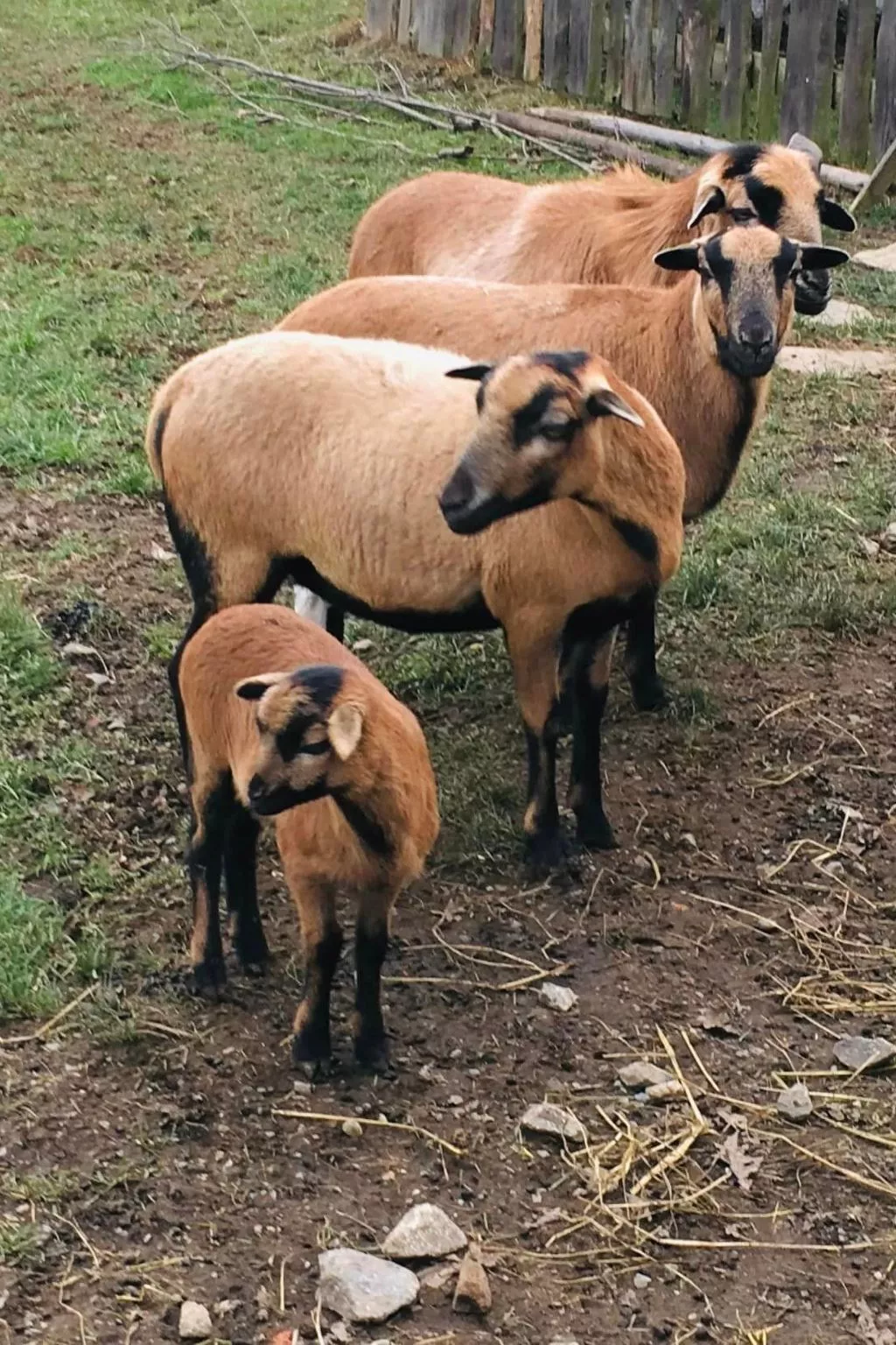Kellerstöckl am veganen Bio-Lebenshof - Varm - the vegan Farm - Draußen