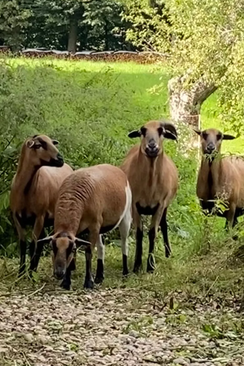 Kellerstöckl am veganen Bio-Lebenshof - Varm - the vegan Farm - Draußen