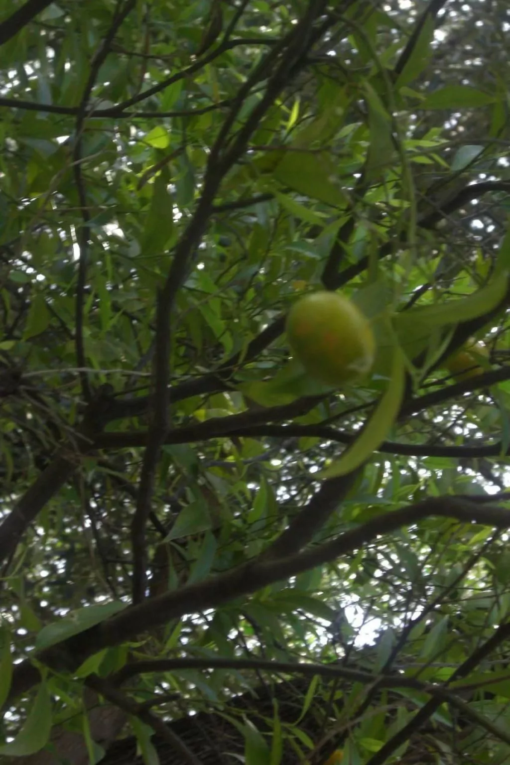 Appartement mit Garten, Terrasse und Grill - Image-tags.info