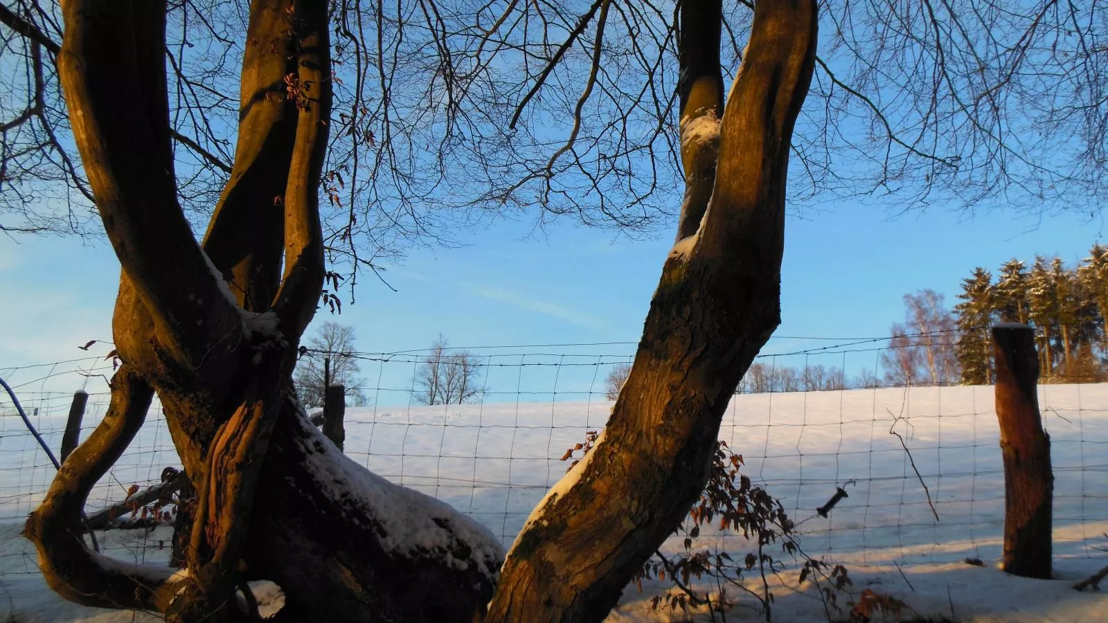 Au Ballon-Gebiet Winter 5 km