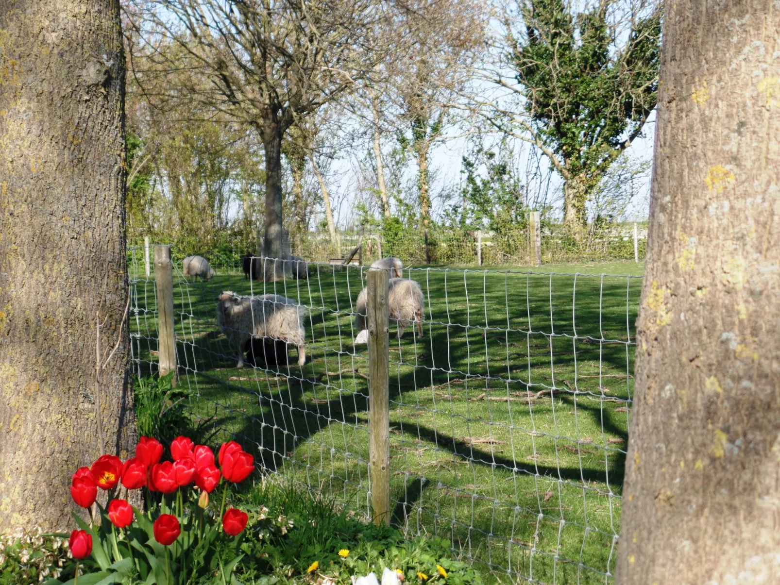 Camping Hofstede Zonnevliet - Zeeuwse Knoop - Dehors