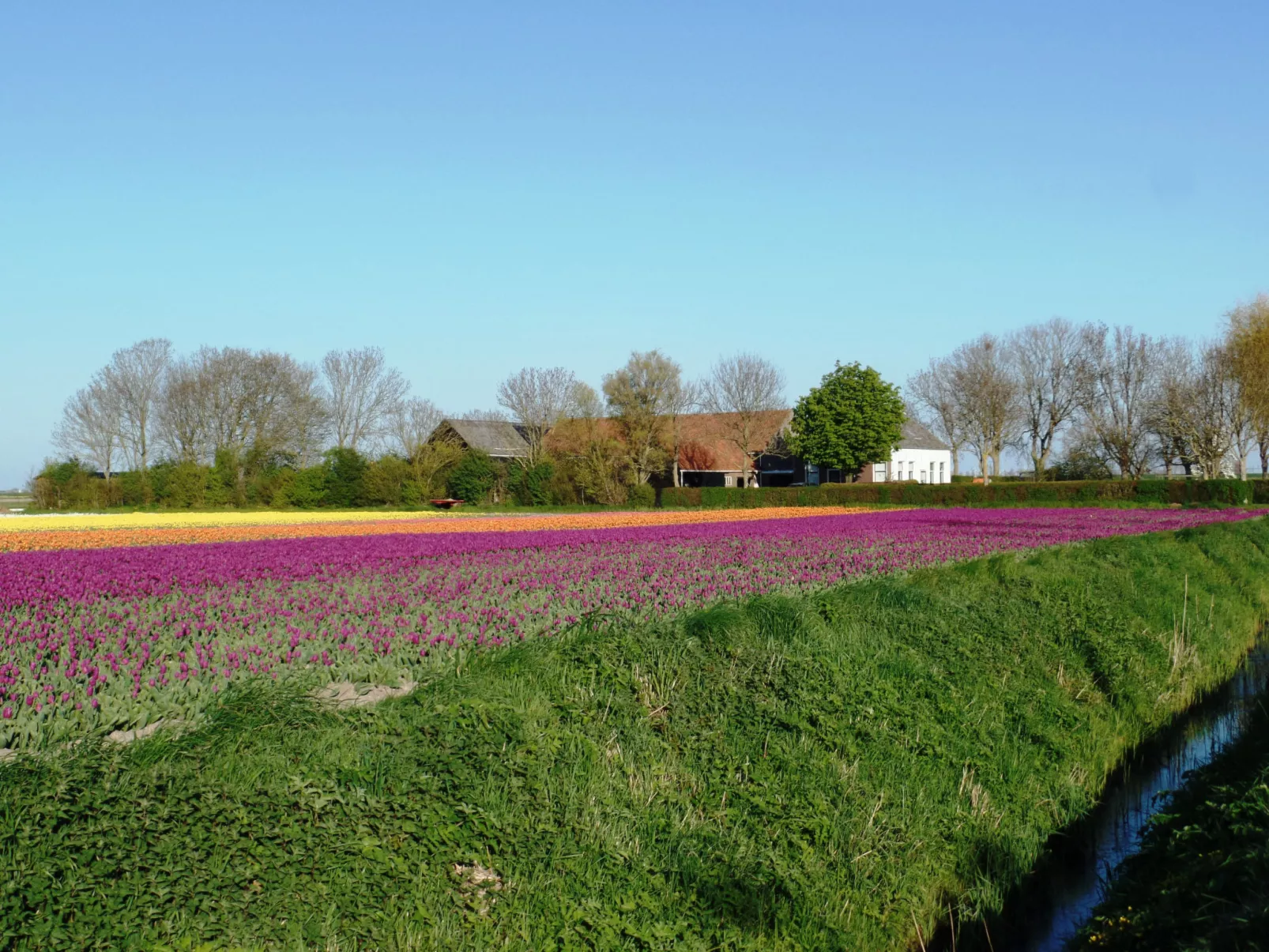 Camping Hofstede Zonnevliet - Safaritent - Dehors