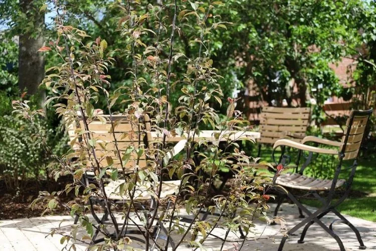 Kapteins Hüüs - EG-Terrassenbalkon