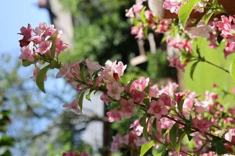 Kapteins Hüüs - EG-Gärten Sommer