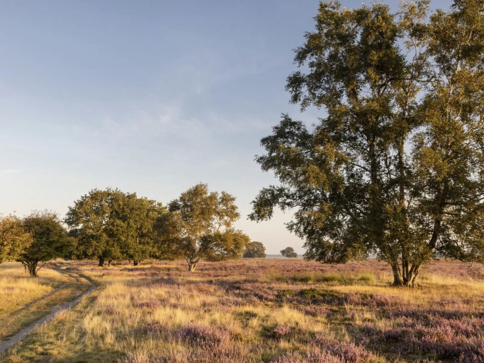 Vakantiepark De Wiltzangh - Tiny Borg - Outside