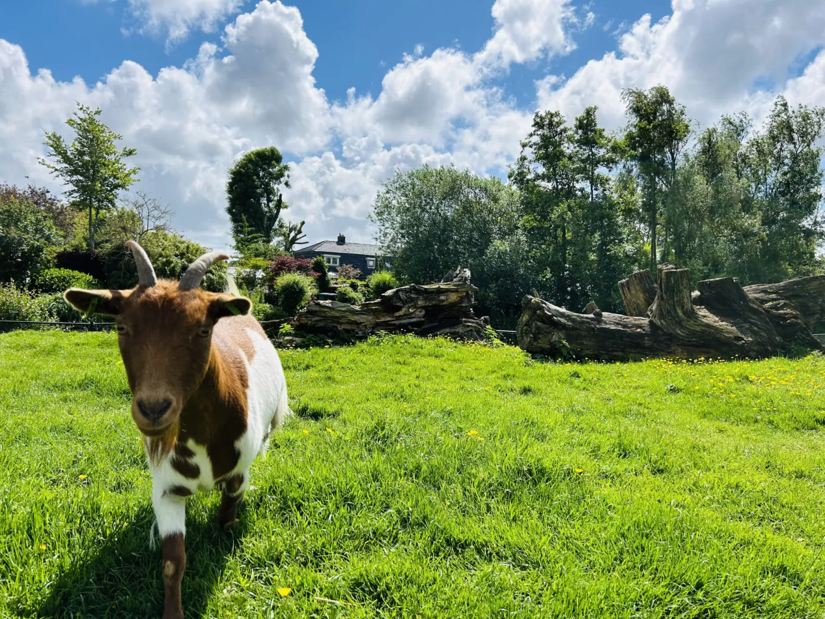 Bungalowpark de Horn - 821 - Dehors