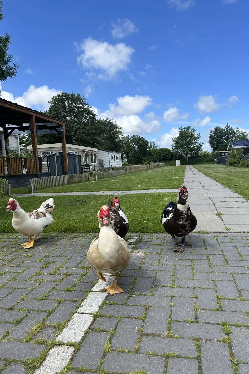 Bungalowpark de Horn - 821 - Dehors