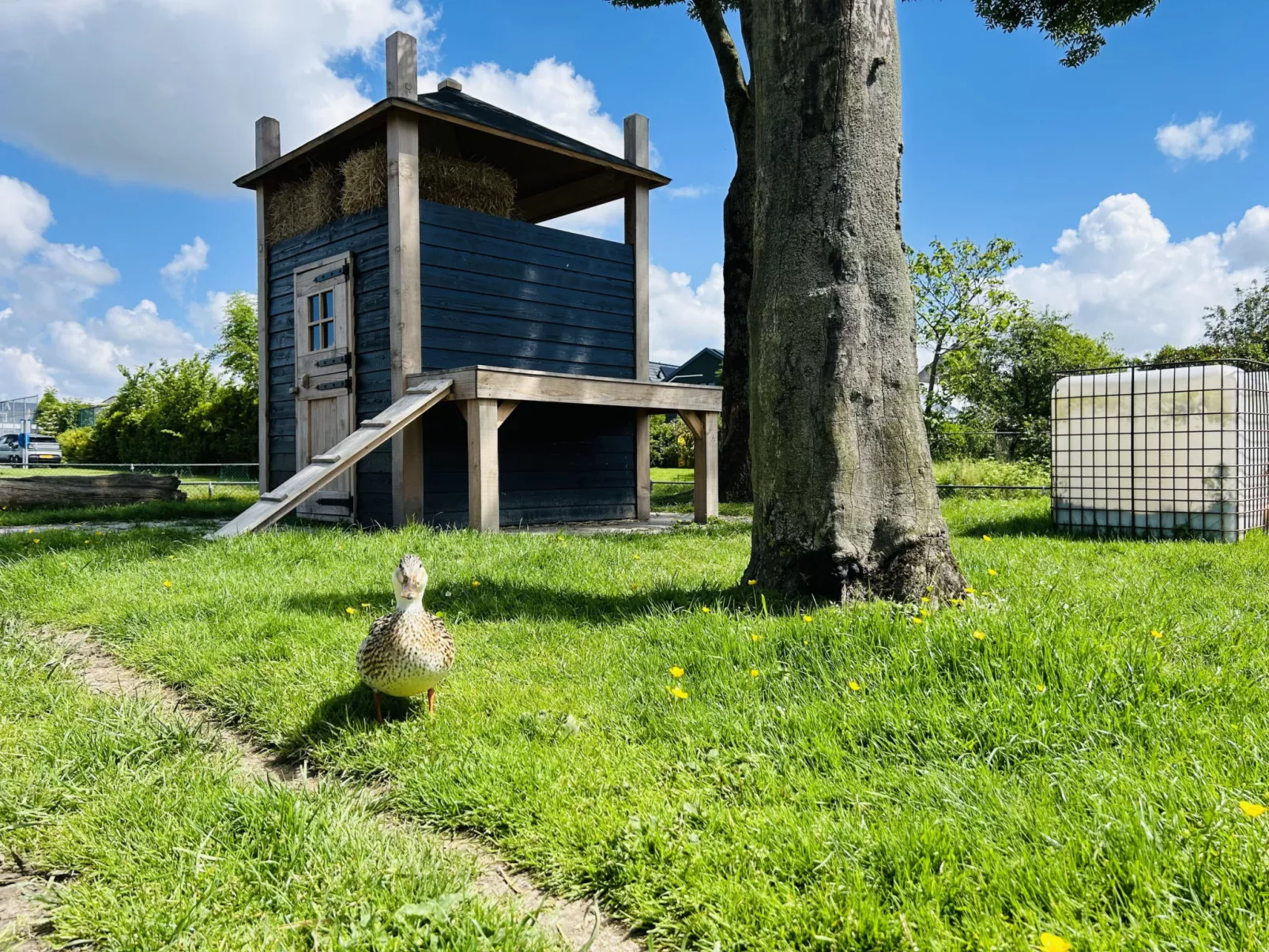 Bungalowpark de Horn - Floresta 215 - Draußen