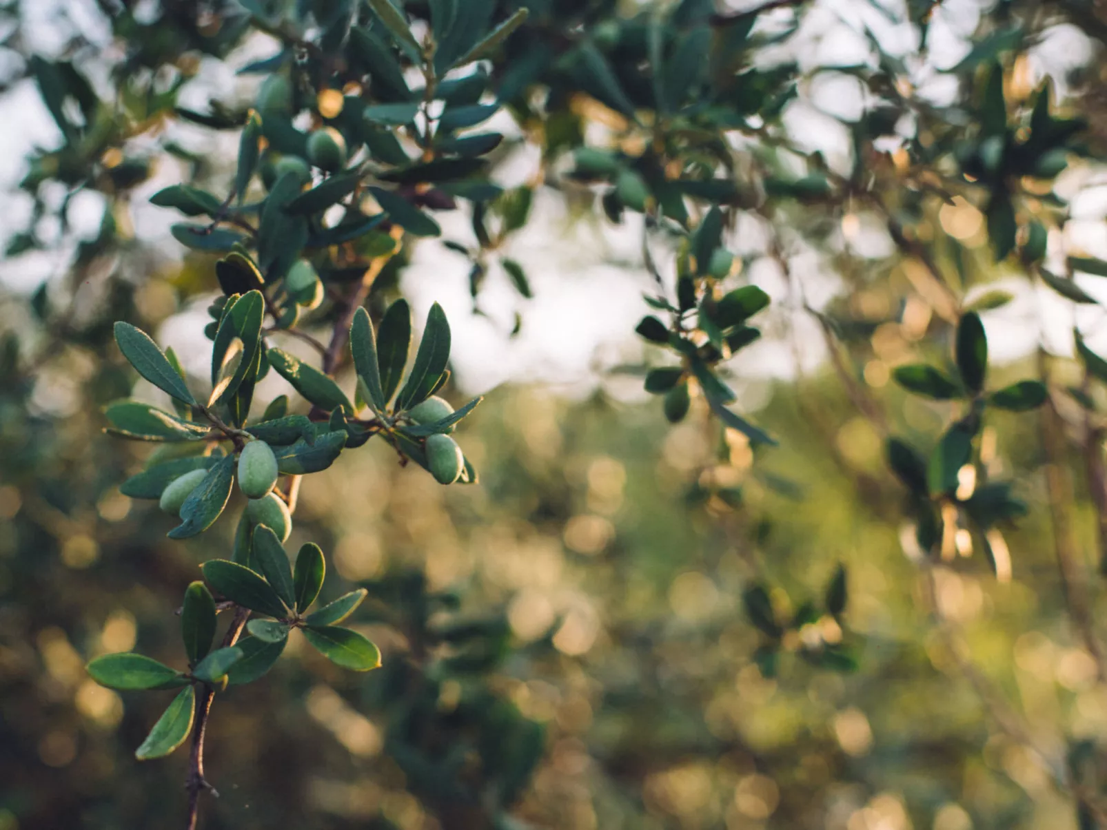 MAS DU PERIGOULIER - Outside