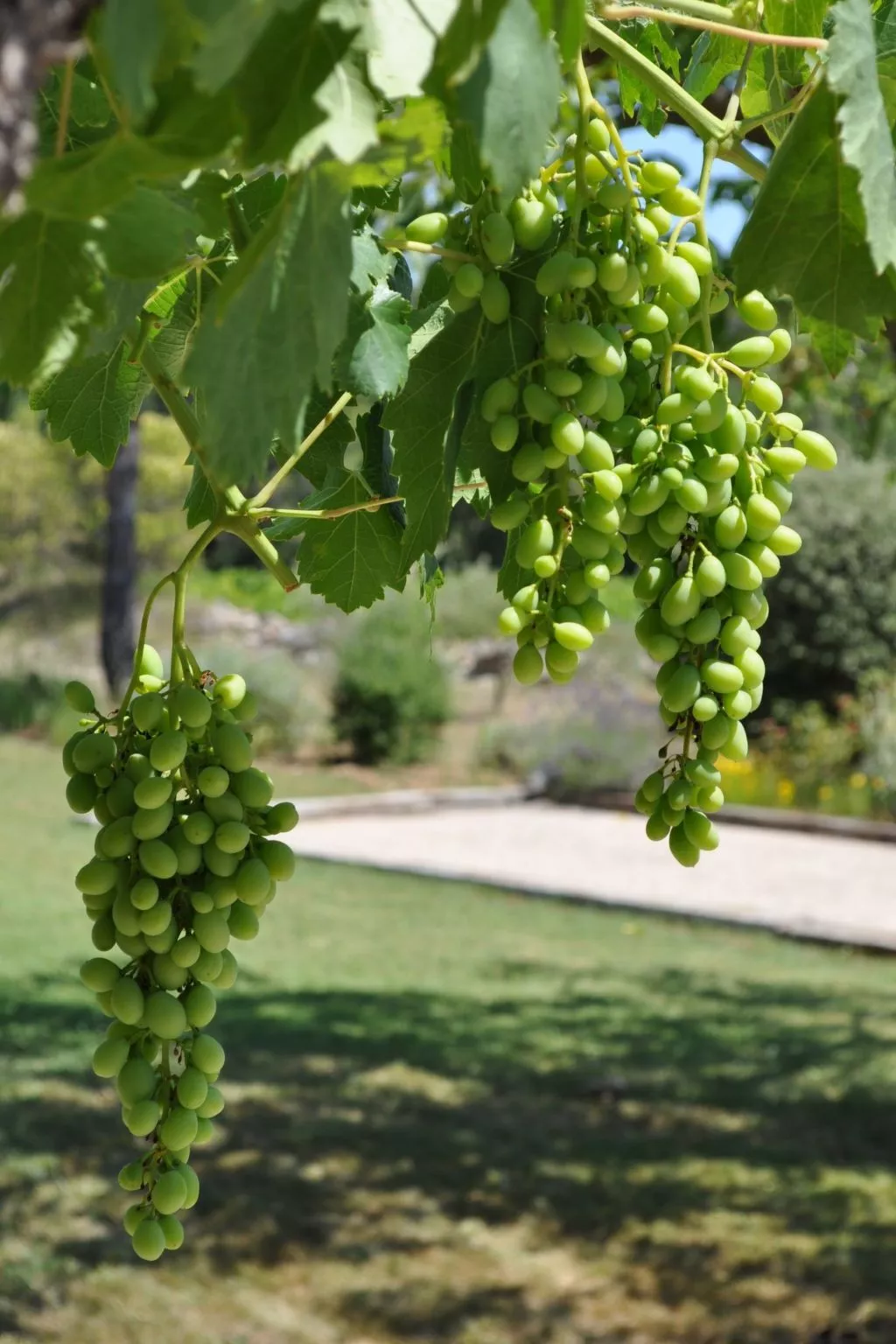 LES 2 PALMIERS - Draußen