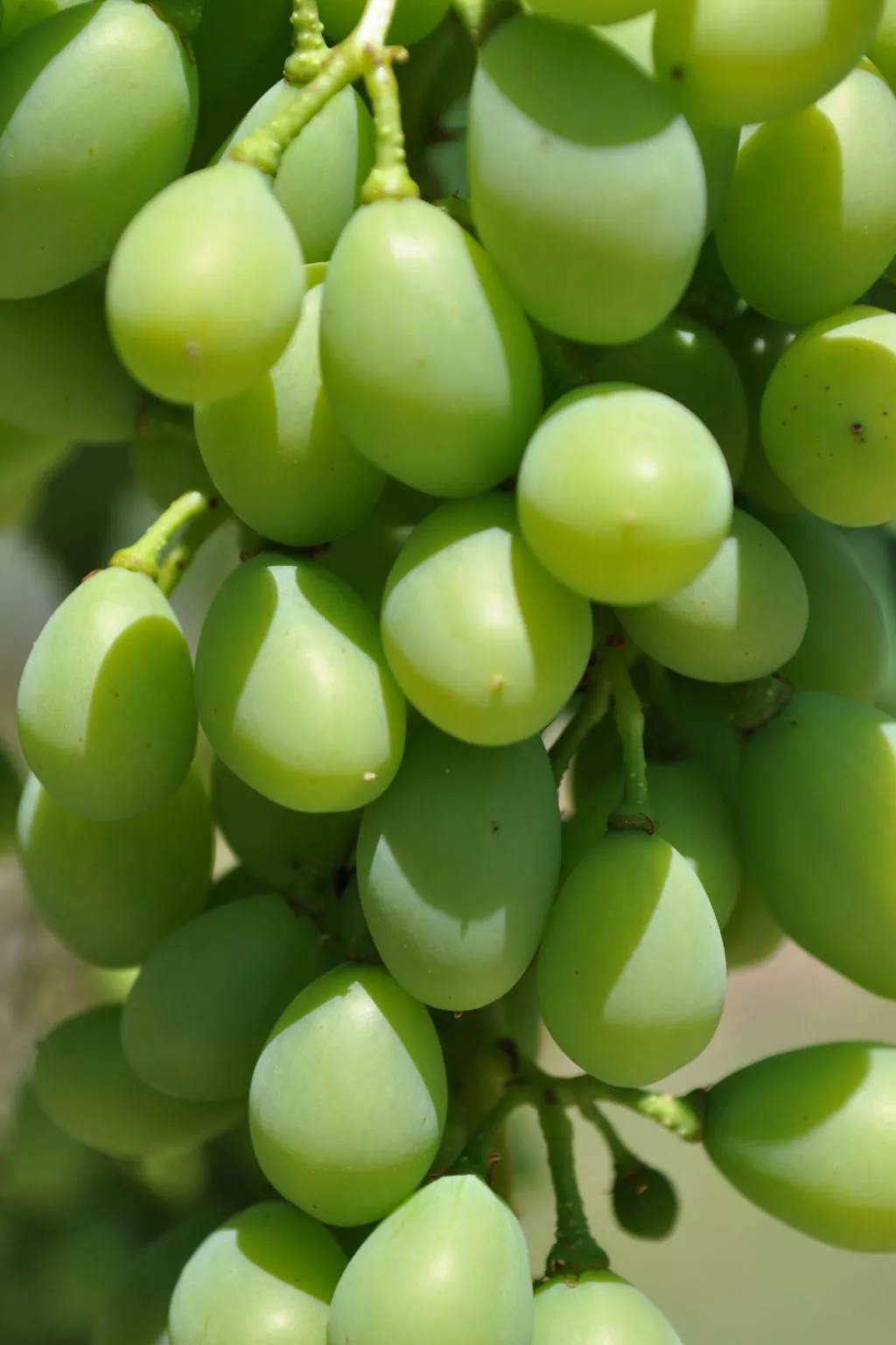 LES 2 PALMIERS - Image-tags.info