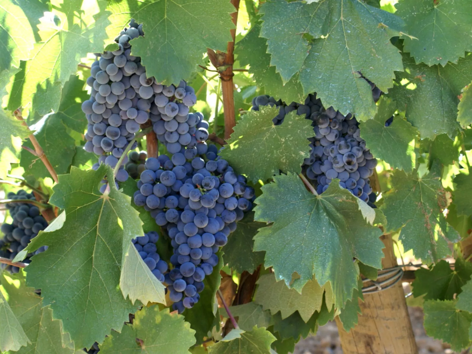 LA CADENIERE - Dehors