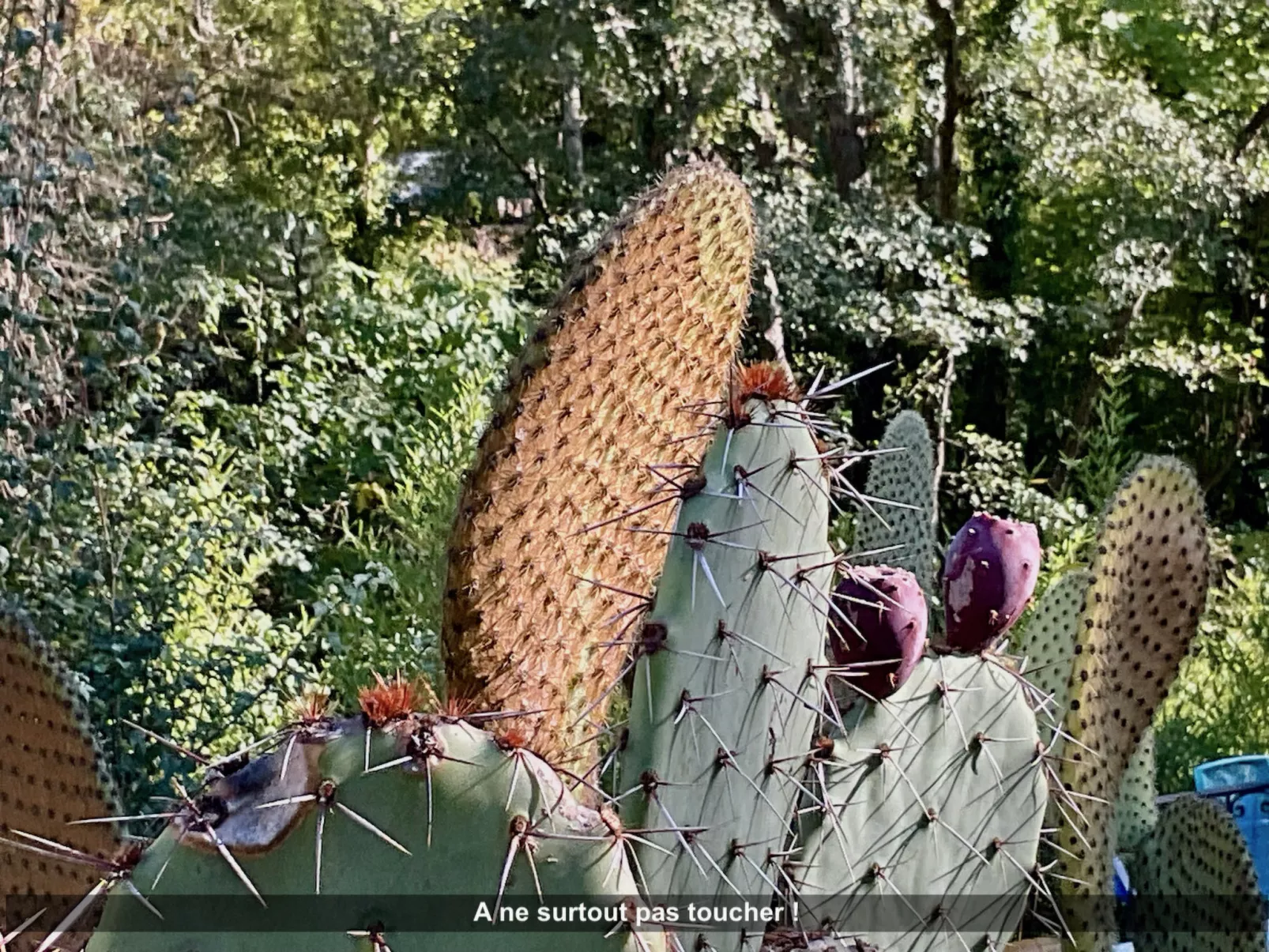 Lou Cigaloun - Dehors