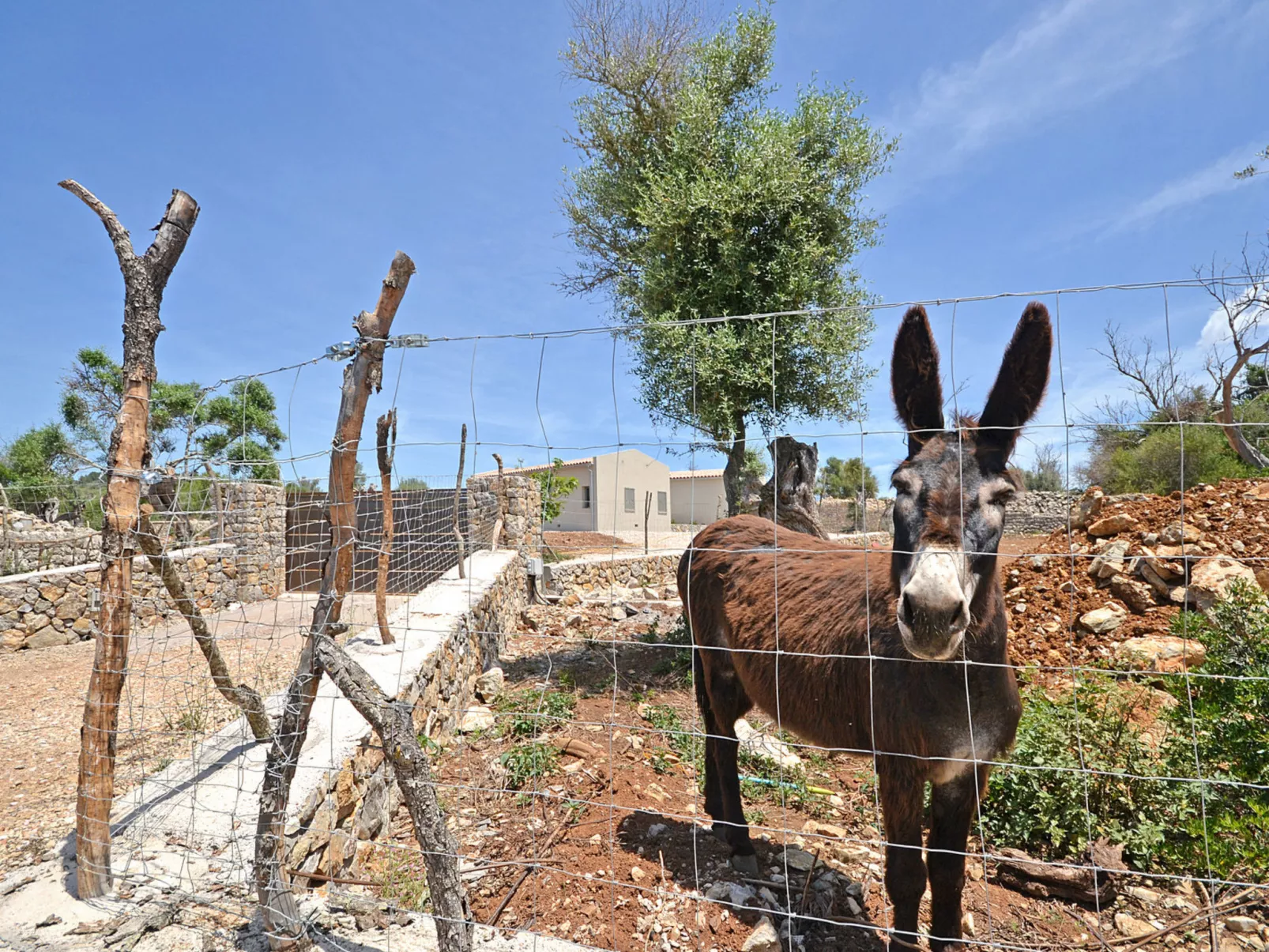 Ses Veyetes - Draußen