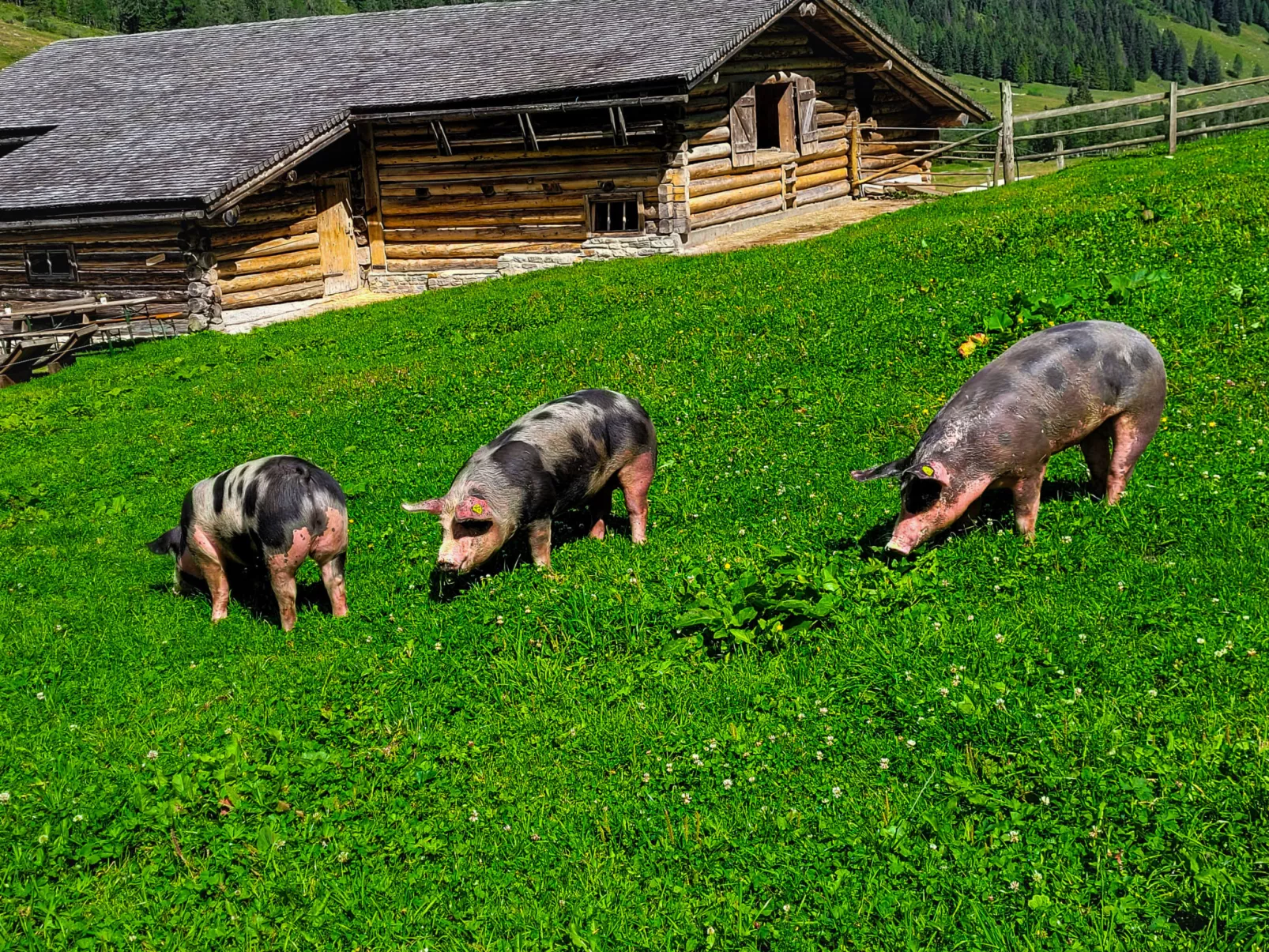 Schönblick - Daniela1 - Outside