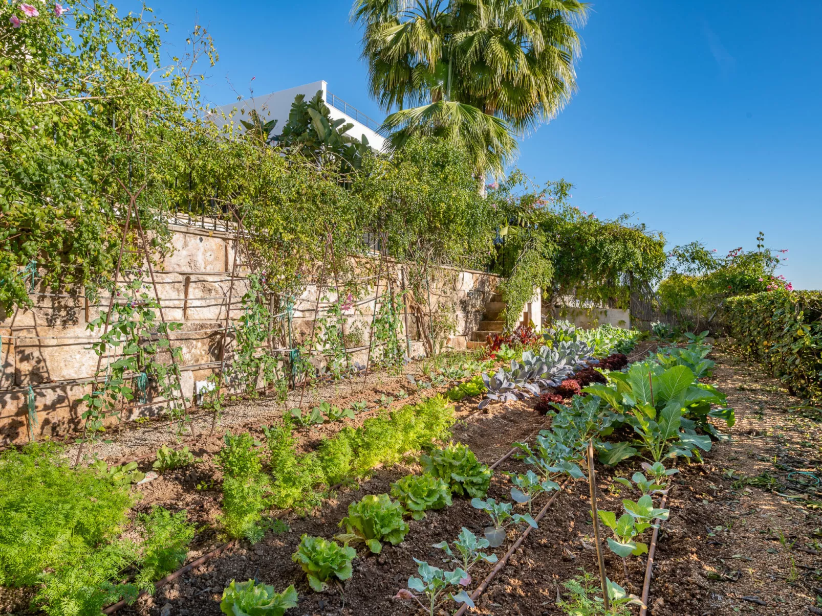 VILLA BENDINAT 10 - by Priority Villas - Draußen