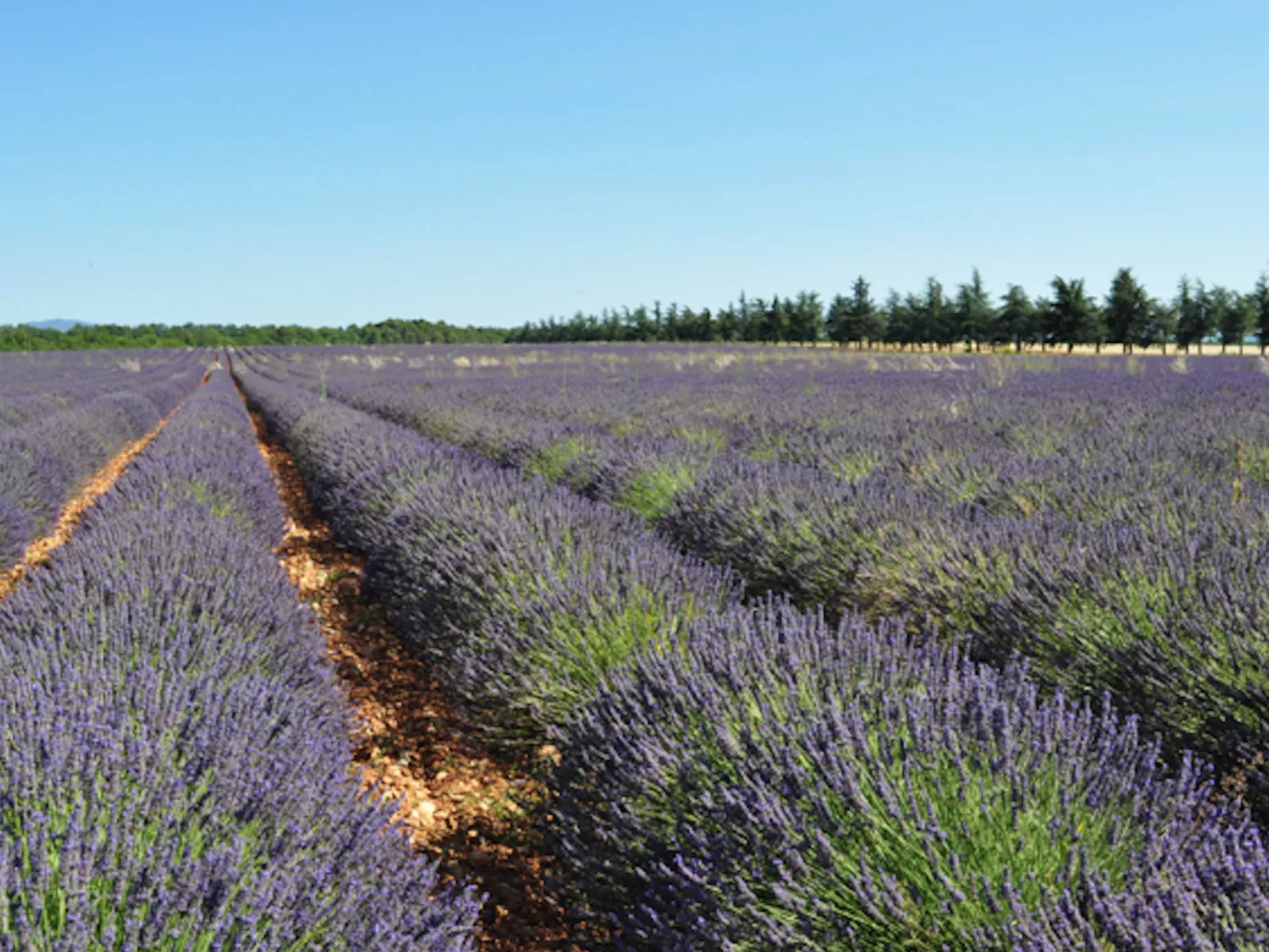 LES 2 PALMIERS - Draußen