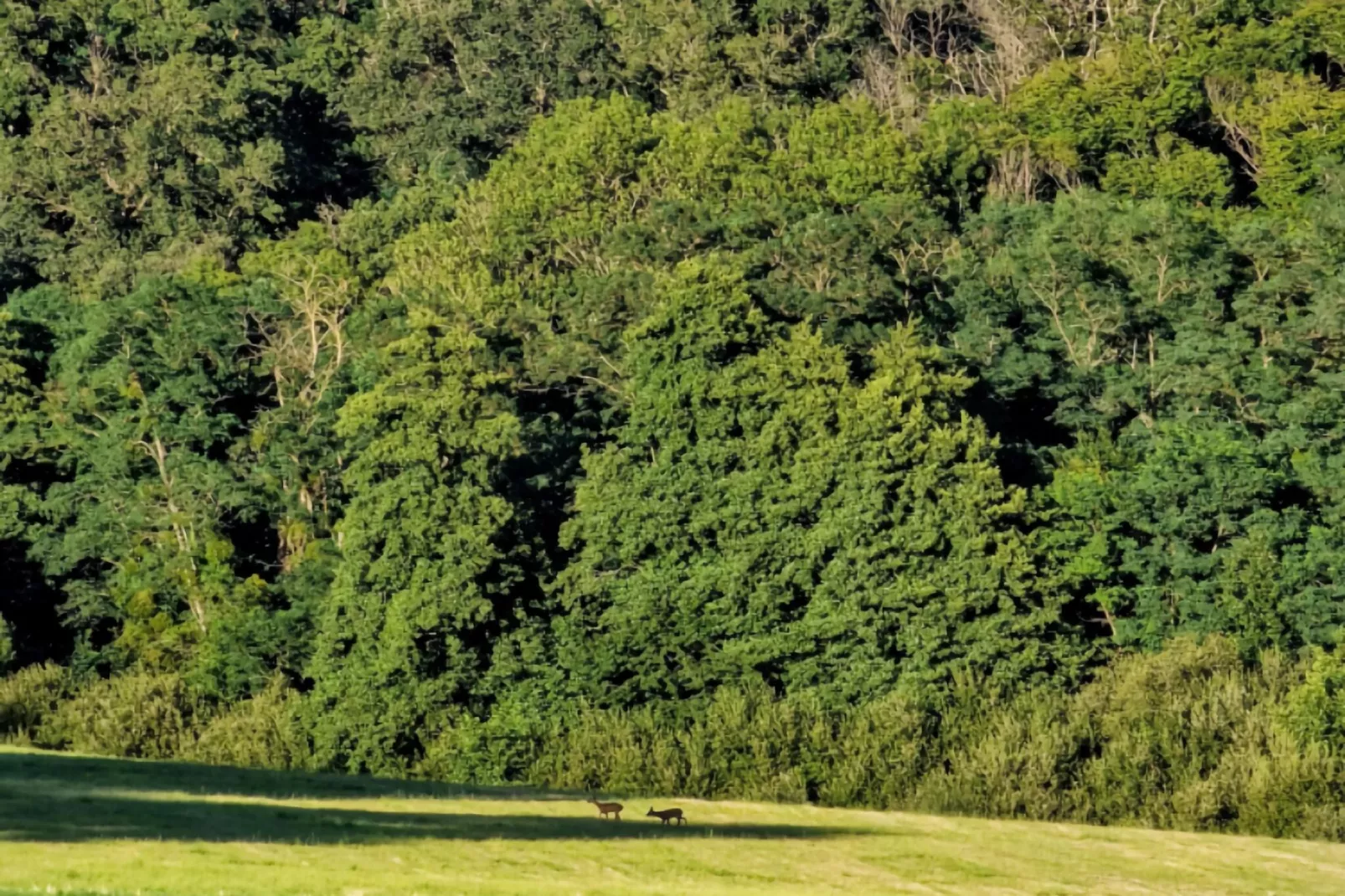 Gite Bourgogne rust & natuur-Areas summer 1km