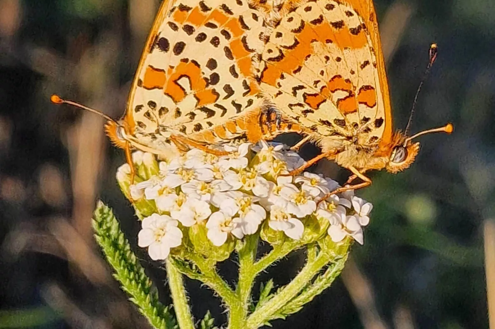 Gite Bourgogne rust & natuur-Atmosphere