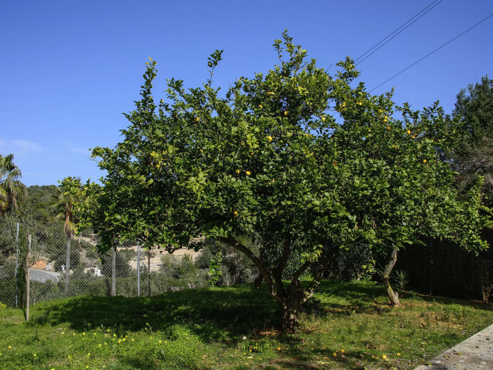 VILLA CAS PUIG - Draußen