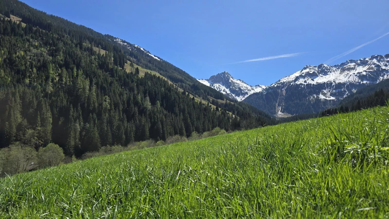 Hacklerhof Top 3 - View in summer