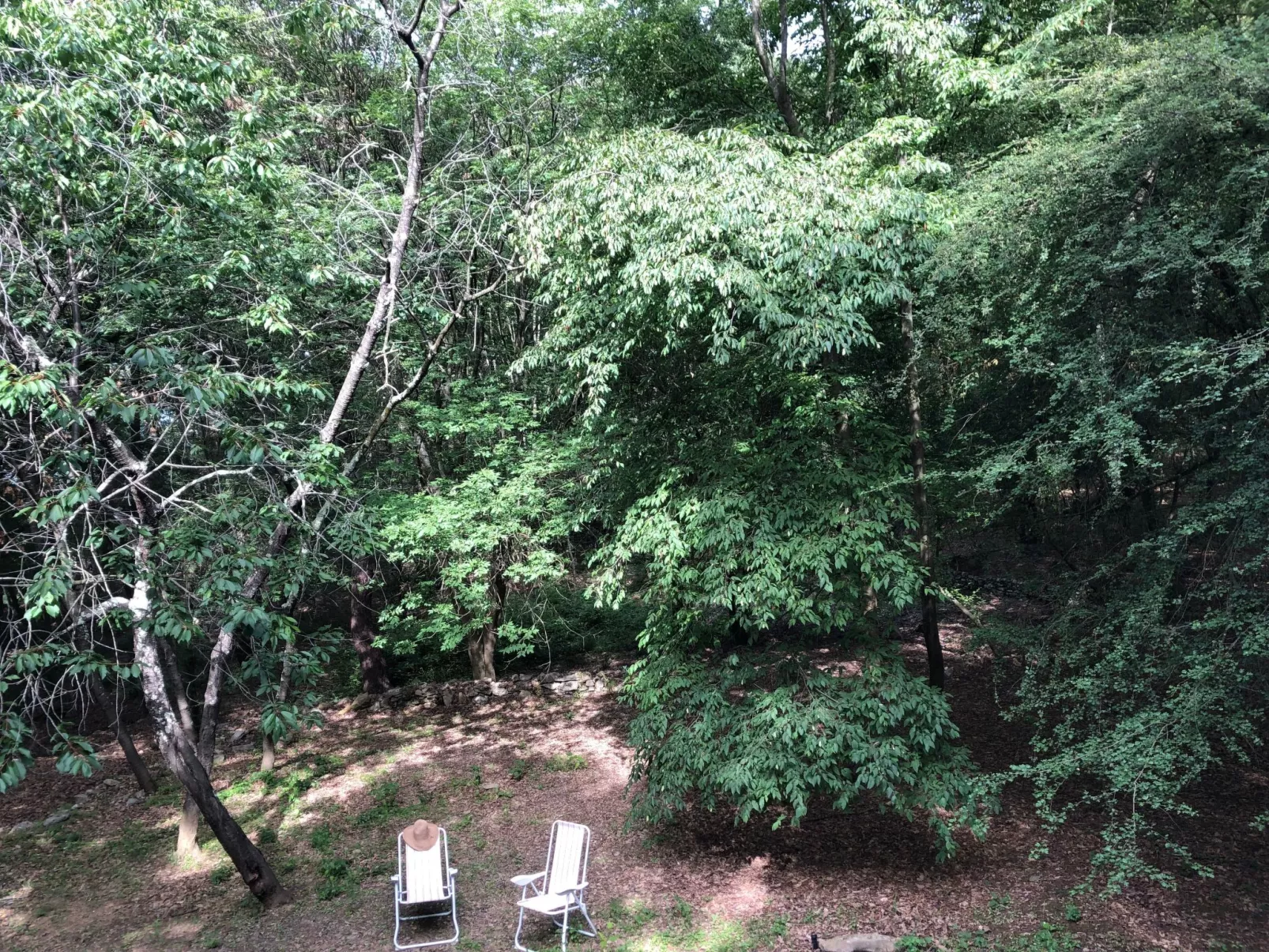 Kirschbäume, eine Oase im Wald zwischen Meer und Natur - Draußen