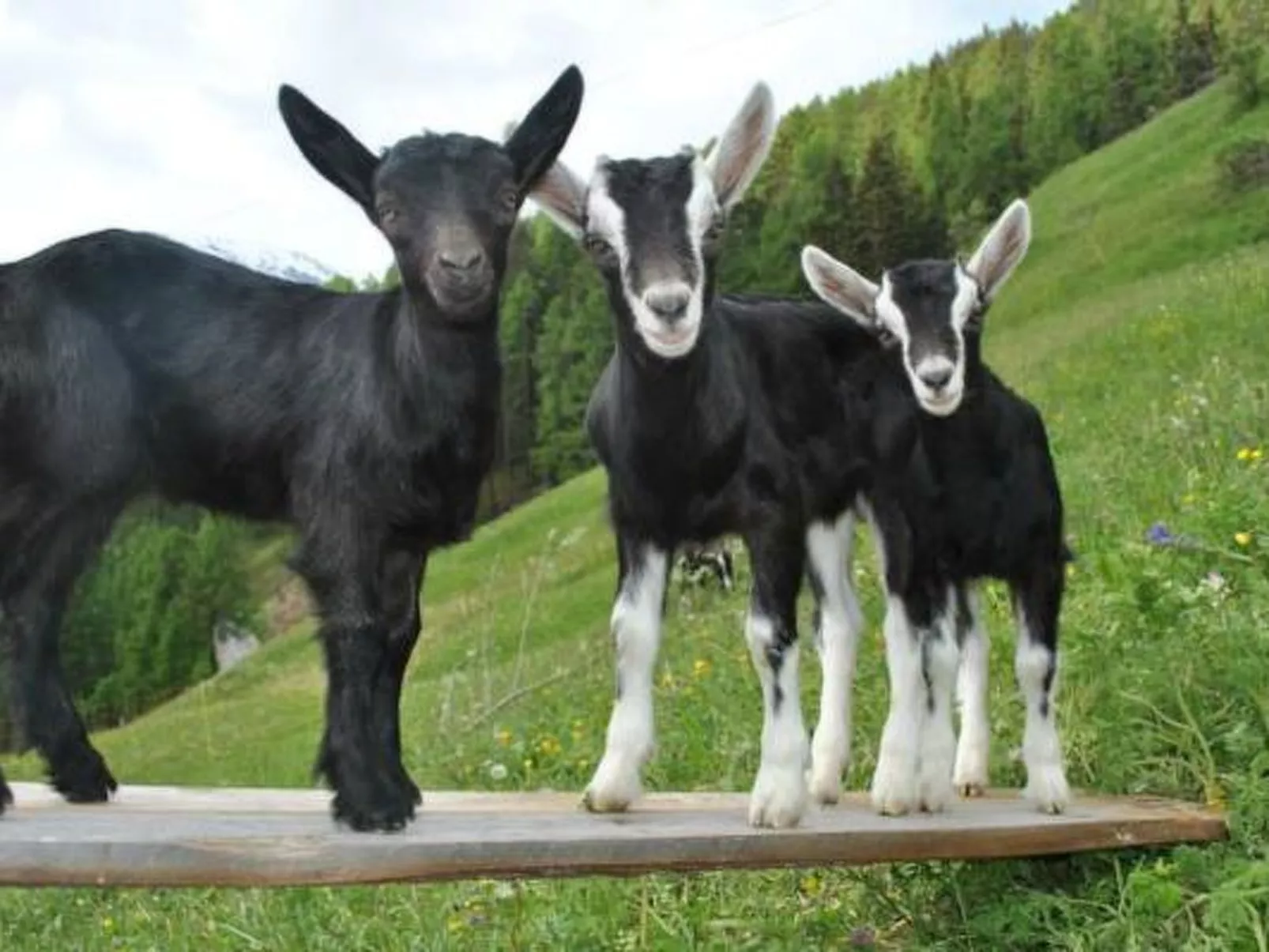 Agrotourismus Pütschai Josom, (Sta. Maria - Santa Maria Val Müstair). - Outside