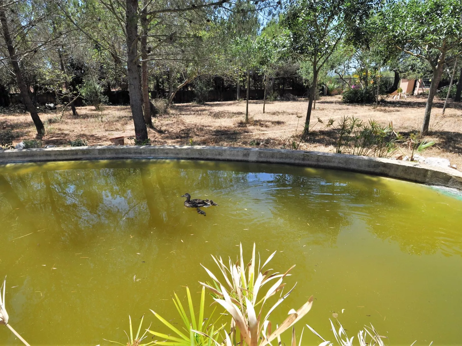 Villa con piscina y pista de tenis privada ideal para familias.  - WiFi Gratis - Outside