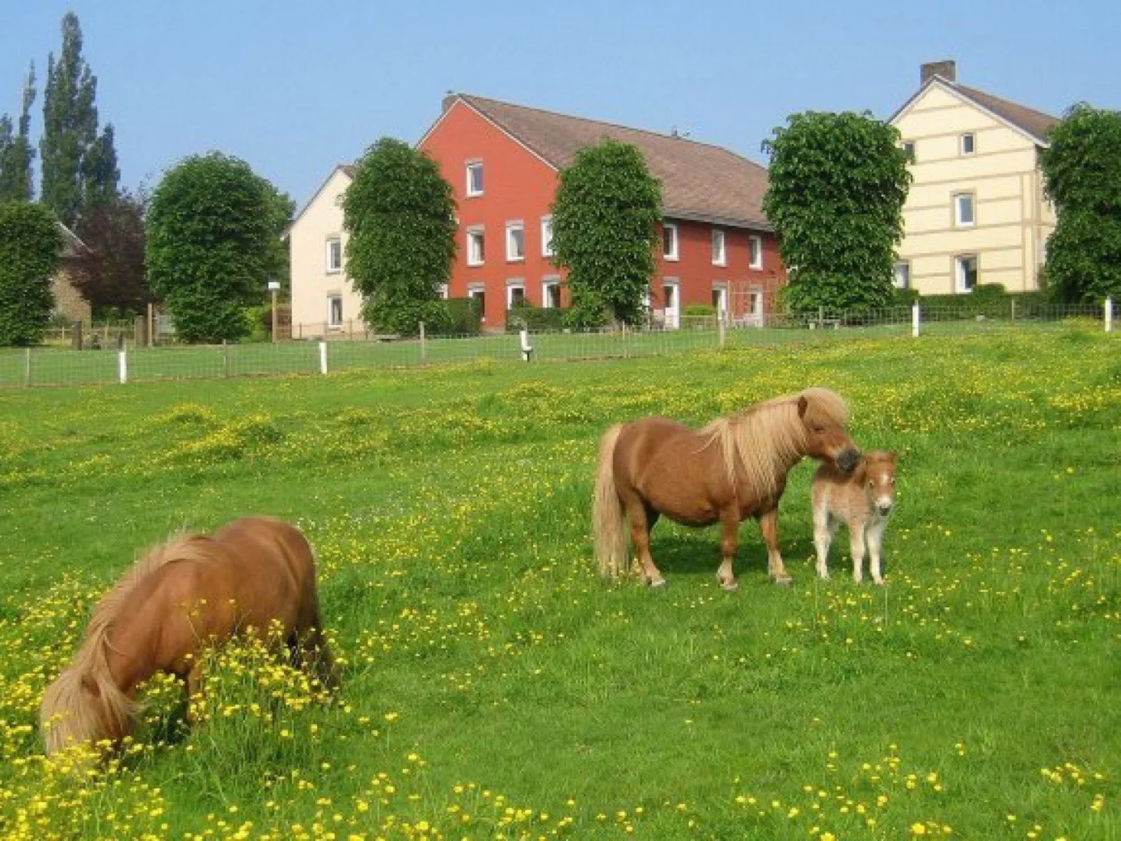 Bungalowpark Landsrade - Geschakelde bungalow 4 - Draußen