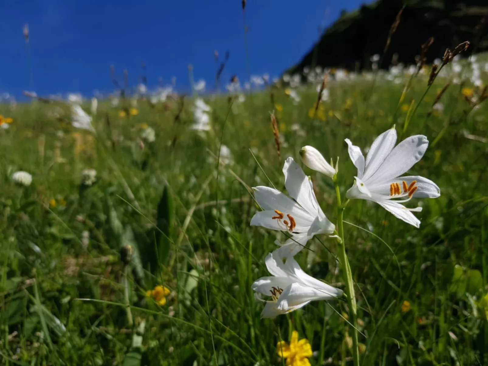 Ambach79, (Avers). - Draußen