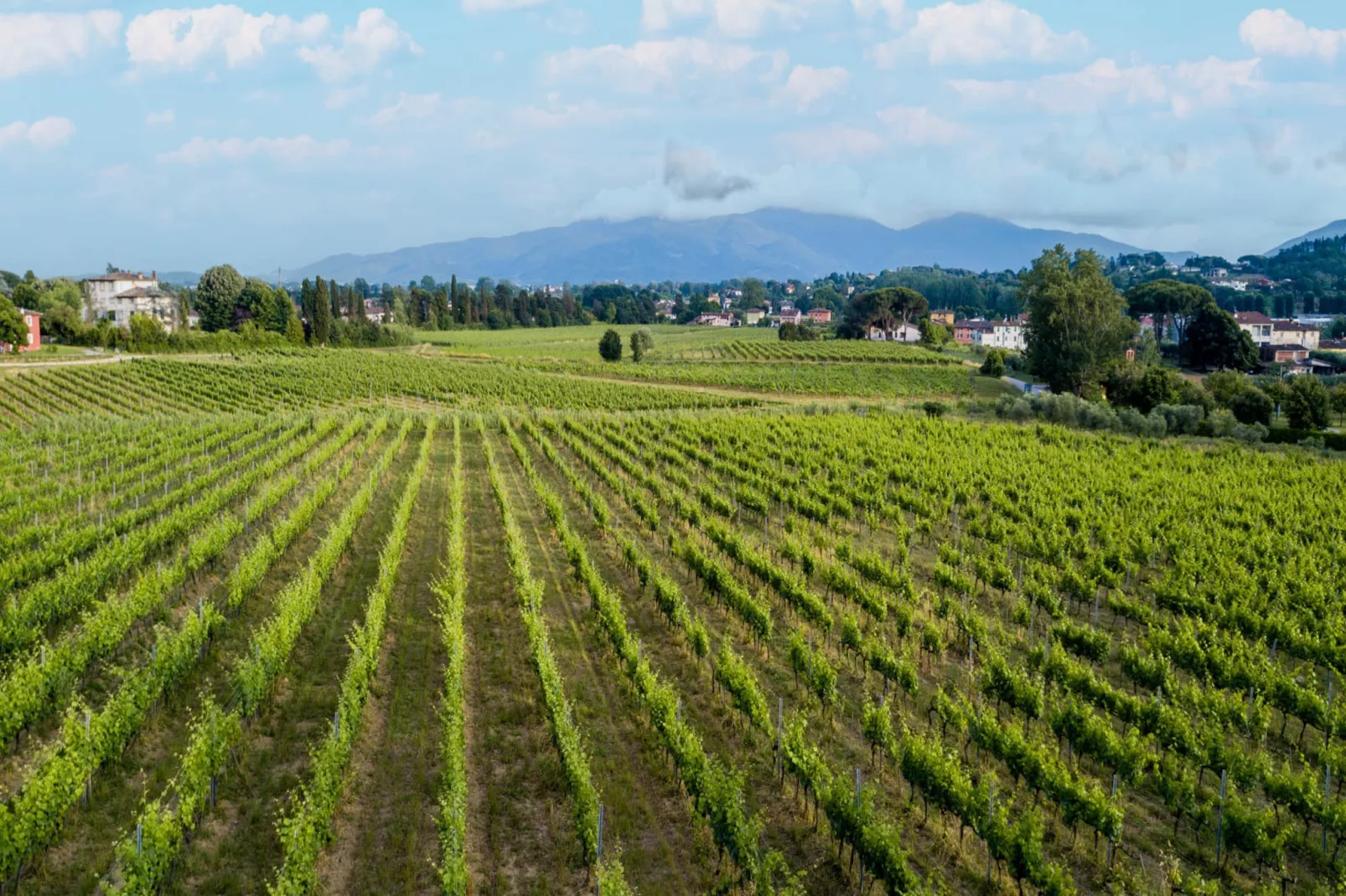 Maria Farmhouse Apartment in Wine Resort in Lucca - Außenbereich Sommer